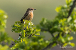 Stonechat (Saxicola rubicola) - female