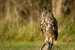 Eagle Owl