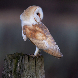 Barn Owl perched on a post