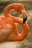 flamingos