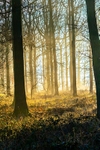 Swinsty Woods