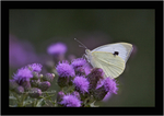 Cabbage White