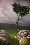Sentinel