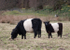 Frear-Beltiesandcalf