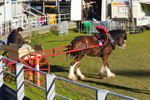 Harness Driving Challenge 24. 0A3A9733