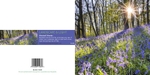 Ref 265 Bluebell Wood