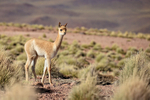 Young Vicuna, Laguna Miscanti, Atacama Desert, Chile