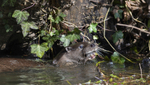 Otter