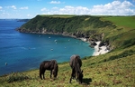 Horses on the coast path at Lantic Bay