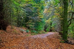 Autumn Walk No.1