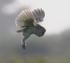 Barn Owl
