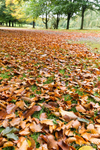Autumn leaves at Springhill, Moneymore.