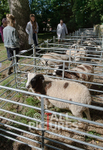 North Show_2014-28