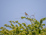Common Whitethroat