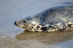 Atlantic Grey Seal