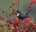 Male Ring Ouzel