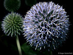 Globe Thistle
