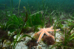 Seagrass bed (Scotland) 1