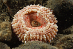 Capnea sanguinea
