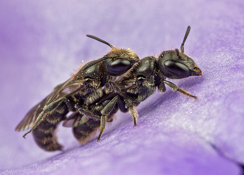 Pair of Harebell Carpenter Bees ([i]Chelostoma campanularum[/i]) mating inside a [i]Campanula[/i] flower.