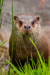 european otter lutra lutra-33