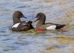 Black Guillemot 2