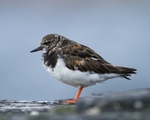 Turnstone portfolio
