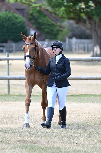 Class 5a Most Handsome Gelding in hand (above 14.2hh)