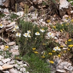Apennine Rockrose (Helianthemum appeninum)