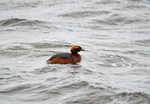 Slavonian Grebe