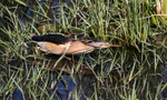 Little Bittern