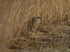 BITTERN, LEIGHTON MOSS, JAN 2011