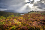 Glen Affric