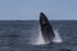 0A3A2570. Humpback Breach 8