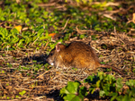 Brown Rat