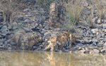 All the family at the same water-hole!!!