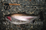 9lb Taupo Rainbow Trout Hen.
