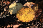 Winter Leaves 1