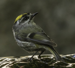 Golden-crowned Kinglet