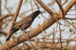 Purplish Jay, Porto Jofre, Brazil