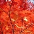 Autumn colour