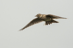 Skylark