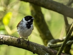 Reed Bunting