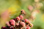 Male Common darter