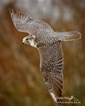 Nature 68