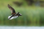 Long-tailed Duck in flight, Iceland