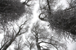 Winterwoods _S144