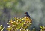 Dartford Warbler