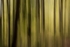 Woods 03