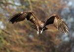 Hooded Vulture